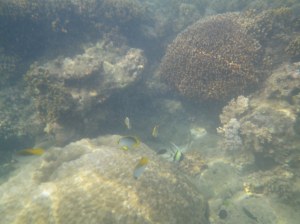 Marine Life at Palaui